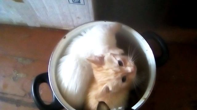 А потом – суп с котом... смотреть онлайн