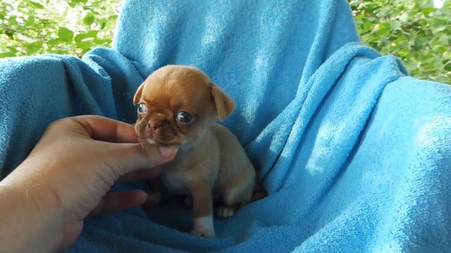 Открыт для РЕЗЕРВА мальчик ЧИХУАХУА мини Христиан . Др 22/06/2022/ Готовы к ПРОДАЖЕ 8 щенков ЧИХУА смотреть онлайн