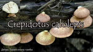 Гриб похожий на вешенку - Крепидот красивочешуйчатый | Crepidotus calolepis