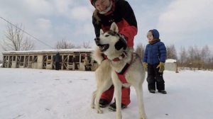 Катание на собачьих упряжках