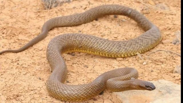 Dangerous Snake (Inland Taipan) | Top Things смотреть онлайн