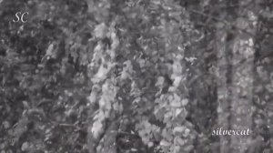 Вальс "В лесу прифронтовом"- 1943г.