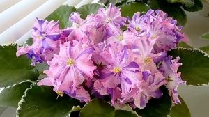 Мои фиалки собрались на выставку. Свирская Елена. Флора-СПб.