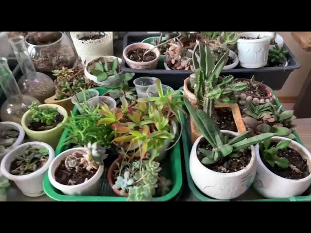 Работа с комнатными растениями