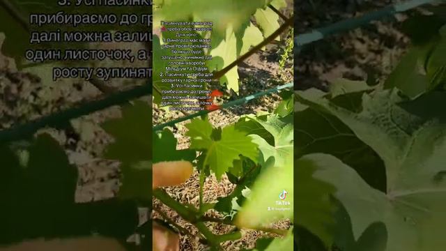 Обовʼязкова зелена операція по винограду #виноград #виноградник #україна #село смотреть онлайн