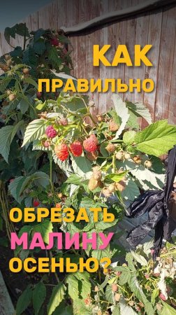 ОБРЕЗКА МАЛИНЫ ОСЕНЬЮ