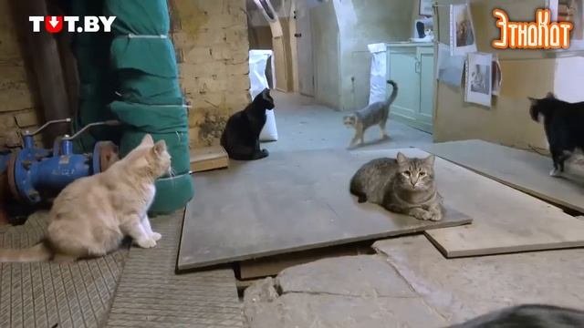 В России коты живут везде!