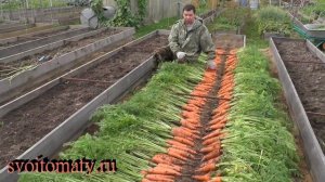 Урожайная морковь Уборка и хранение