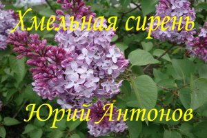 Хмельная сирень