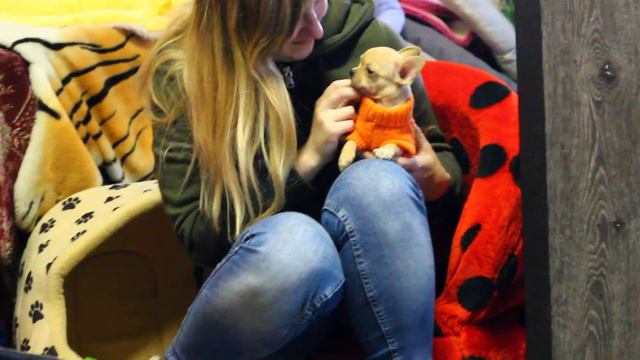 Щенки чихуахуа. смотреть онлайн