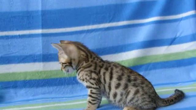Бенгальская кошечка 2 мес.