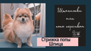 Как подстричь Шпица. Штаны.