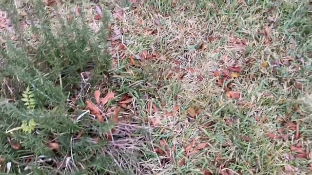 Что такое розмарин?In Russian.Rosemary - специя - вводное видео
