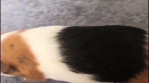 Vlog: Один день из нашей жизни|морские свинки|СВИНКИ С МОРЯ