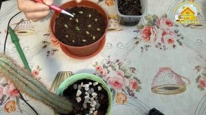 Пересадка кактусов выращенных из семян. Кактусы из семян. Cactus