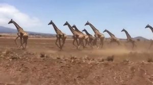 Жирафы способны развивать скорость бега до 60 км в час.