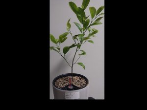 Пересадка цитрусовых в горшок с автополивом.