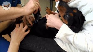 ТАКСА ^ ТАКСЫ ^ ТАКСА ? ? ? Что лучше одной ТАКСЫ? Три ТАКСЫ! Болезни ТАКСЫ (собаки)!