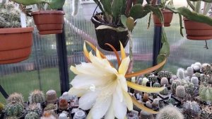 Лесные кактусы.Эпифиллумы.Почему цветут?