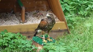 птица которая умеет сидеть на кактусе, пустынный канюк, ястреб Харриса