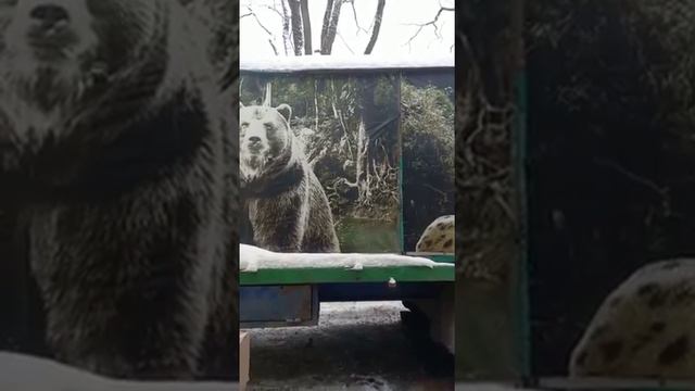 В три голоса, волки Велеса