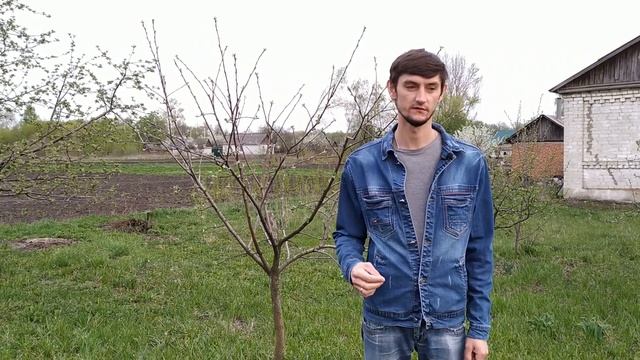 Формирование кроны яблони.  Чаша и ярусная крона.