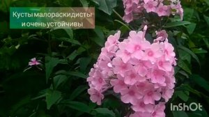 Флокс Виндзор/ PHLOX PANICULATA VINDSOR