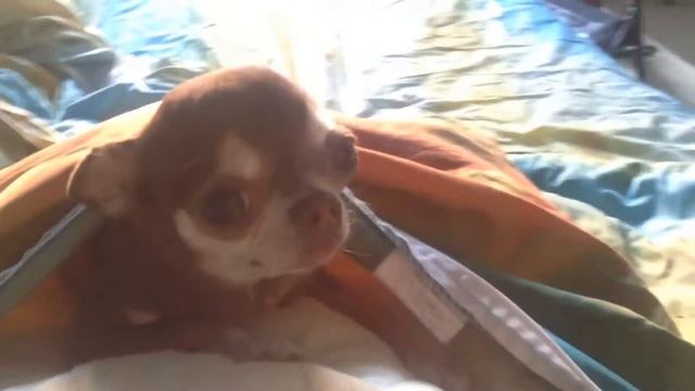Чихуахуа прячется. Chihuahua hiding
