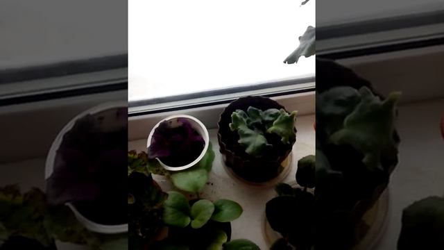 Обзор цветов на северо восточном окне.💐💐💐 смотреть онлайн