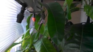 Автополив на балконе.