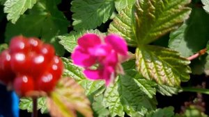 Ягода княженики сорта "ПИМА".Питомник саженцев княженики.