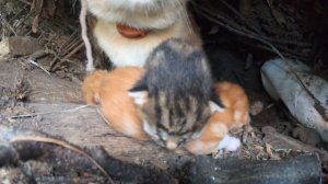 как мы искали кошку с котятами