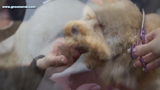 Toy poodle - How to groom toy poodle?