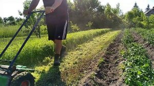 Косим горчицу на сидерат // Косилка Л@плош