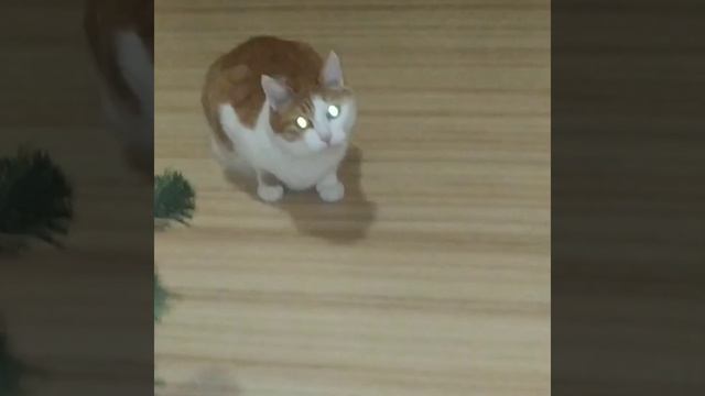 Кот. Беззаботная жизнь кота🐱😻🐈Смешные домашние животные.