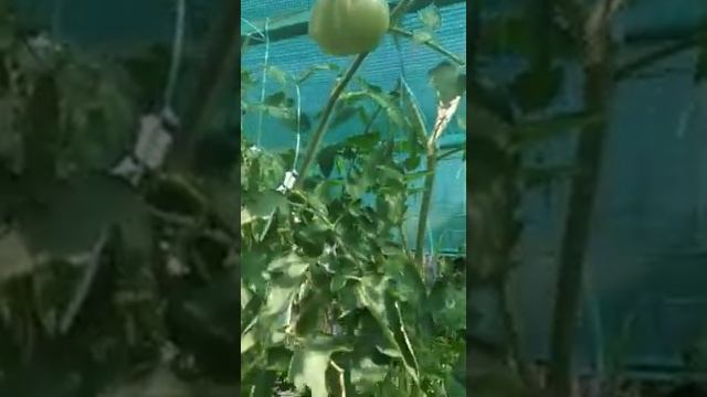 №11 "Сердце Италии". Сорта помидоров. Выращивание помидоров.  Огород. Сад. Томаты.
