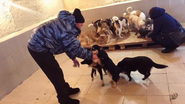 Дмитрий и Татьяна. Гости | Приют Дружок Липецк | Dmitry and Tatiana. Guests смотреть онлайн