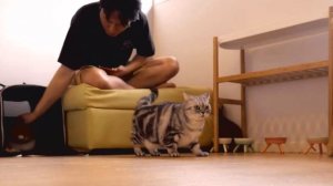 Корейские котики!