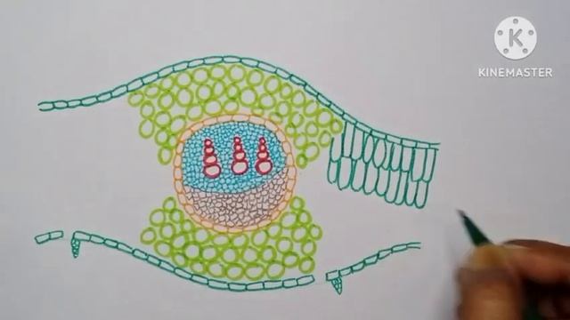 How to draw T.S of dicot leaf# anatomy of sun flower leaf@ BIO DRAWINGFUL смотреть онлайн