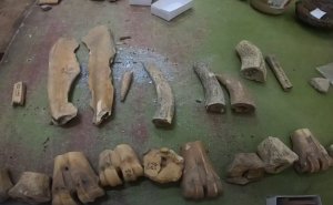 Косторезная мастерская с раскопа по улице Толстого, 29