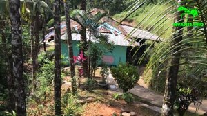 Все колонии Harpegnathos Saltator! Муравьи Салтаторы из Индии.