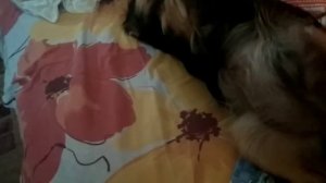 Роды у собаки