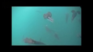 ГИГАНТСКИЙ КРАКЕН.  Факты и Мифы