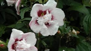 Hibiscus syriacus Lady Stanley