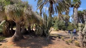 ДОСТОПРИМЕЧАТЕЛЬНОСТИ ИЗРАИЛЯ. Парк Яркон, Сад кактусов ТЕЛЬ-АВИВ