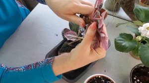 Что будет если мини фиалку посадить в большой горшок