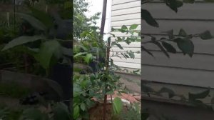 удаление лишних побегов у голубики