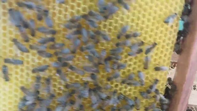 пчеловодство/выбираем последний мед с подсолнечника-пчеловодство видео новое смотреть онлайн