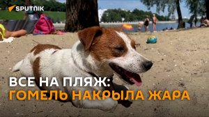 Все на пляж: Гомель накрыла жара