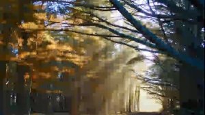 Зеленые деревья в лесу